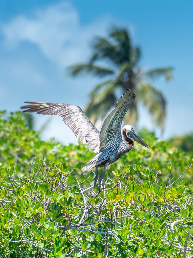 tour operator repubblica dominicana